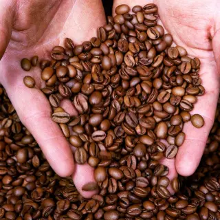 L'ARBRE A CAFE