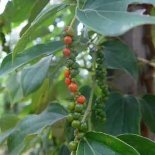 LA PLANTATION EUROPE - Producteur