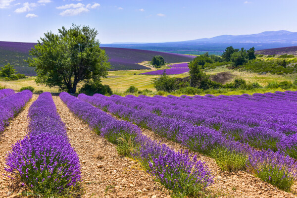 EDEN ECOSYSTEM - Collège Culinaire de France