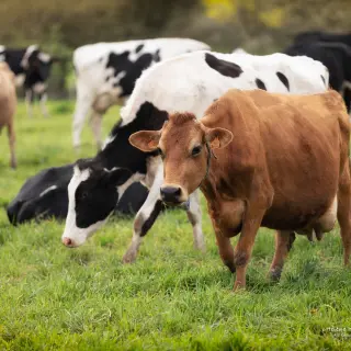 FERME LAIT PRÉS VERTS (EARL CANNEVÉ)