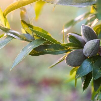 GREENPODS
