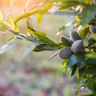 GREENPODS