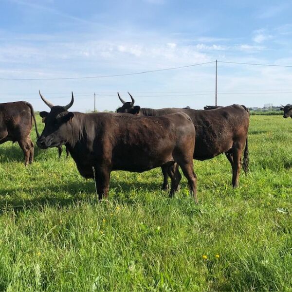 TAKUMI-CARADEC - Collège Culinaire de France