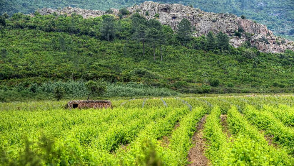 DOMAINE D'ALZIPRATU - Collège Culinaire de France