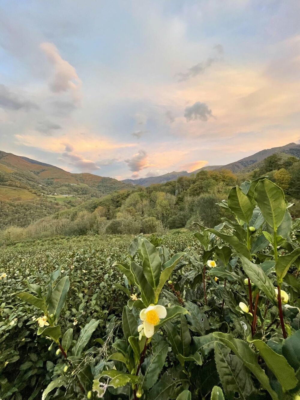 MENDIKOTEA - Collège Culinaire de France