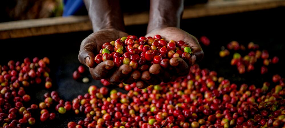 SABA - Collège Culinaire de France