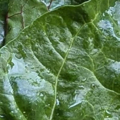 LES JARDINS D'AO - College Culinaire de France