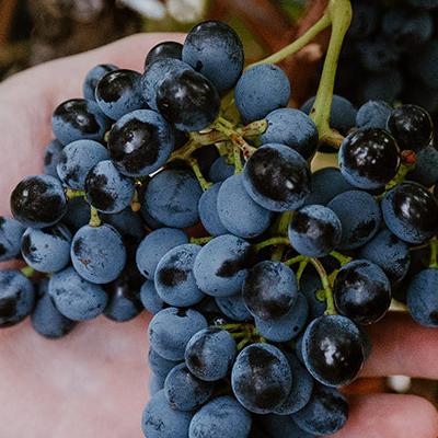 GAEC PECH NAGASQUE // DOMAINE TOUR SCALA - College Culinaire de France