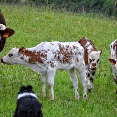 FERME LAIT PTITS BEARNAIS