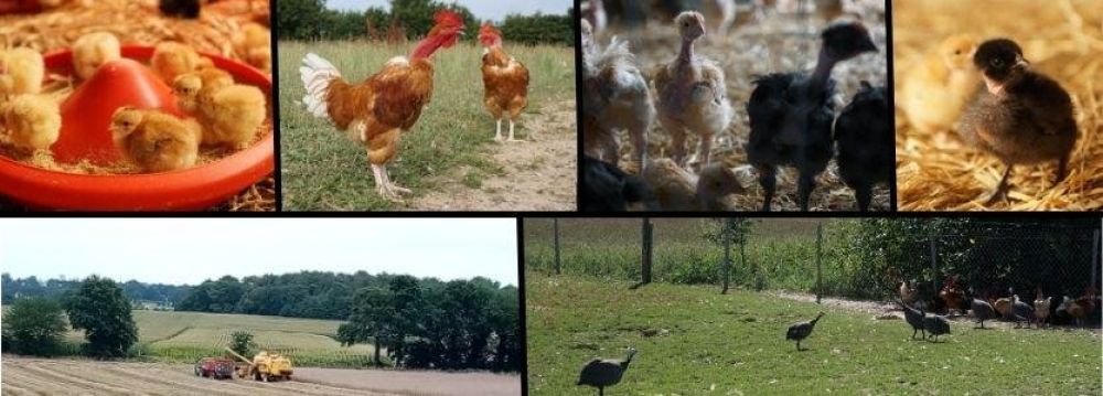 SONIA DEBROUX - LES POULETS DE LA MARQUISE - College Culinaire de France